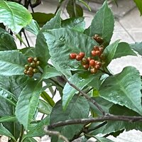 画像529